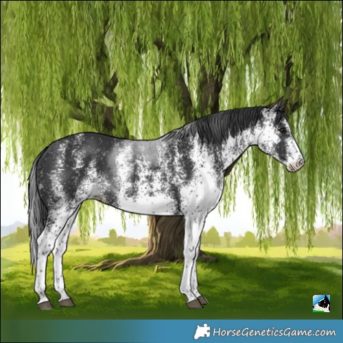 Horse Color:White Spotted Black 