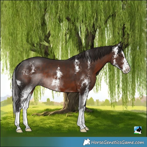 Horse Color:Liver Chestnut Sabino Splash 