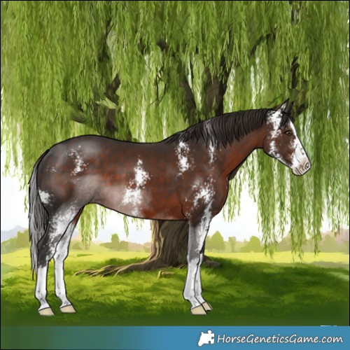 Horse Color:Liver Chestnut Sabino Splash
