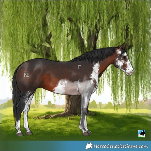Horse Color:Brown Sabino 