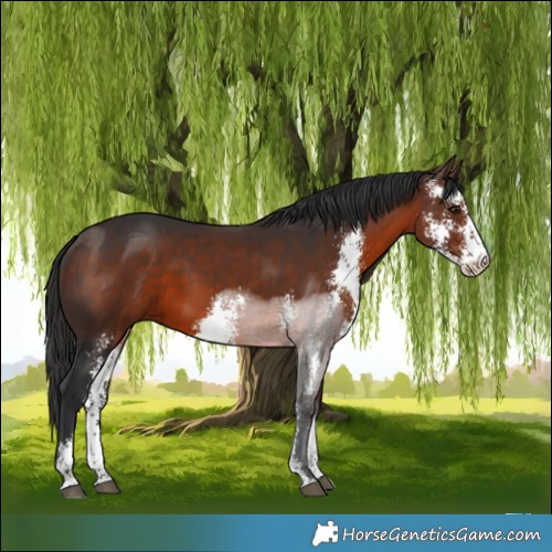 Horse Color:Brown Sabino 