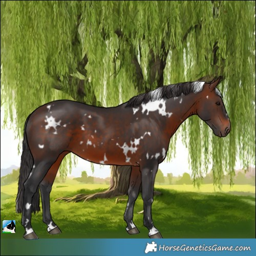 Horse Color:White Spotted Brown 