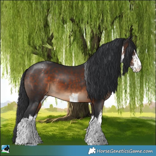 Horse Color:White Spotted Brown Appaloosa 