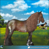 Horse Color:White Spotted Liver Chestnut