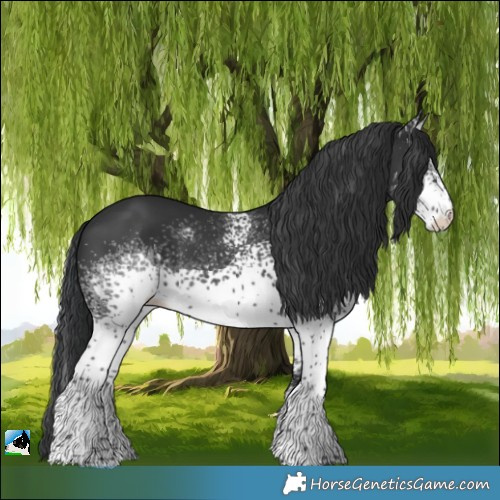 Horse Color:White Spotted Black Rabicano 