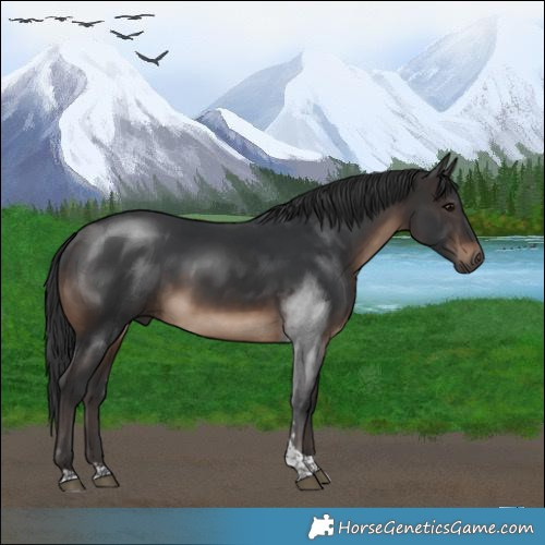 Horse Color:Brown Tobiano Rabicano 