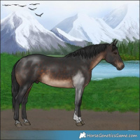 Horse Color:Brown Tobiano Rabicano 