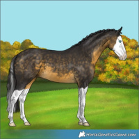 Horse Color:Buckskin Splash 