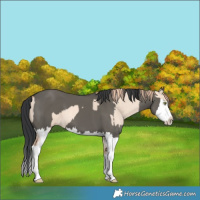 Horse Color:Gold Champagne Dun Splash and Grullo Splash