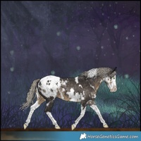 Horse Color:White Spotted Silver Smoky Black Splash Appaloosa 