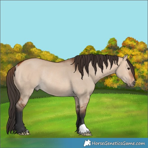 Horse Color:Bay Dun Rabicano 