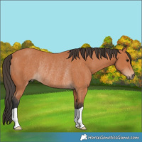 Horse Color:Bay Rabicano 