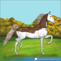 Horse Color:Chocolate Palomino Splash Rabicano 