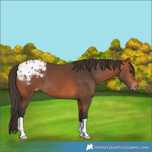 Horse Color:Bay Appaloosa 
