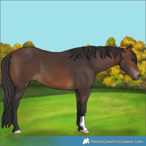 Horse Color:Brown 
