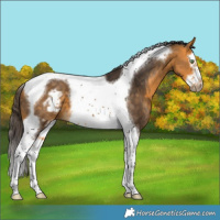 Horse Color:Buckskin Splash Tobiano Frame