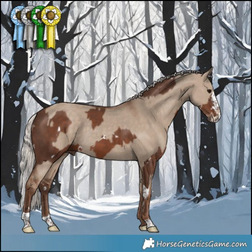 Horse Color:White Spotted Silver Black Splash Tobiano  and Silver Grullo 