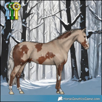 Horse Color:White Spotted Silver Black Splash Tobiano  and Silver Grullo 