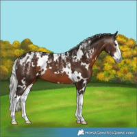 Horse Color:Powder White Gray White Spotted Silver Brown Splash 
