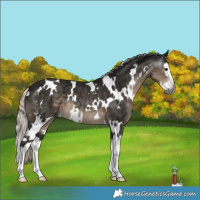 Horse Color:Gray White Spotted Silver Smoky Black Splash 