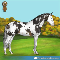 Horse Color:White Spotted Buckskin Splash 