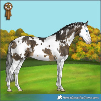 Horse Color:White Spotted Buckskin Splash