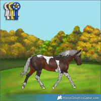 Horse Color:Silver Brown Tobiano 