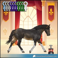 Horse Color:Buckskin Tobiano Rabicano 