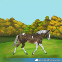 Horse Color:Silver Buckskin Splash Tobiano Rabicano