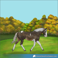 Horse Color:Silver Buckskin Splash Tobiano Rabicano 