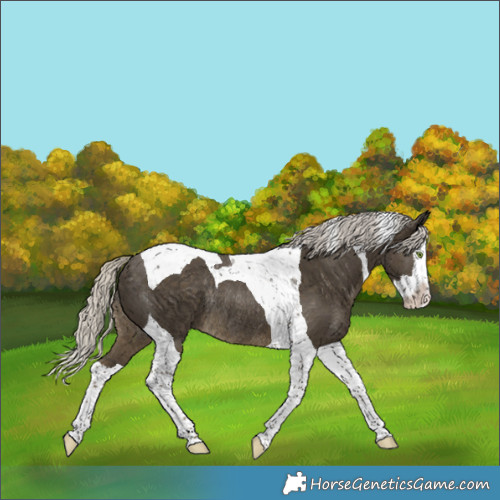 Horse Color:Silver Smoky Black Splash Tobiano Rabicano 