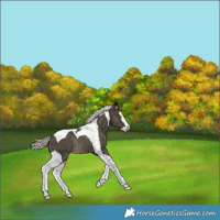 Horse Color:Silver Smoky Black Splash Tobiano Rabicano 