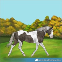 Horse Color:Silver Smoky Black Splash Tobiano Rabicano
