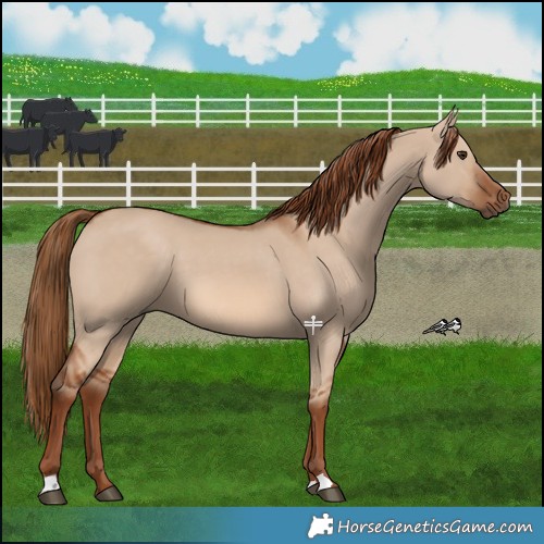 Horse Color:Red Dun 
