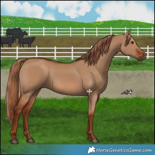 Horse Color:Red Dun 