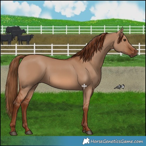 Horse Color:Red Dun 