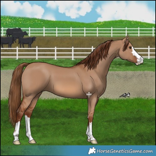 Horse Color:Red Dun 