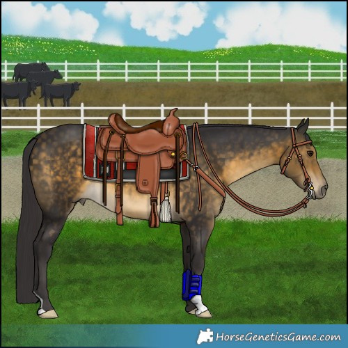 Horse Color:Buckskin