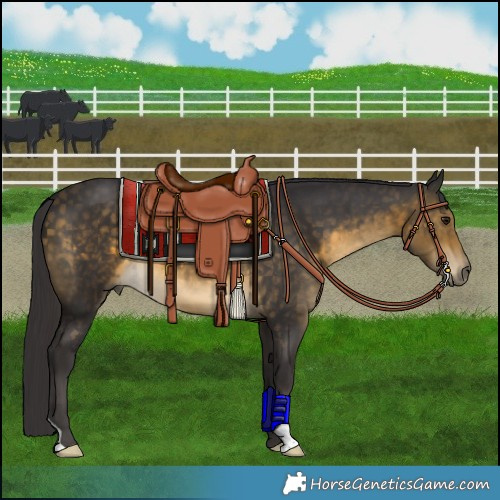 Horse Color:Buckskin 