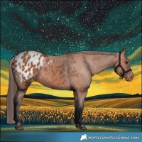 Horse Color:Bay Appaloosa 