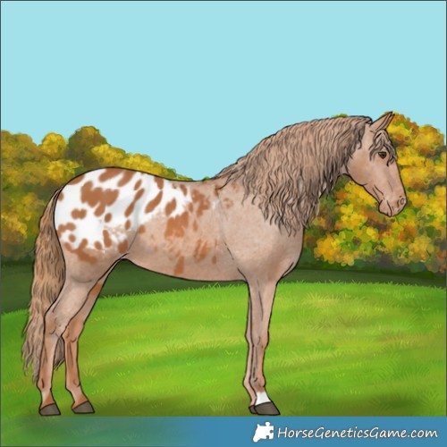 Horse Color:Chestnut Blanket 