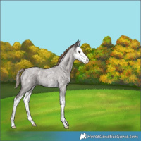 Horse Color:Liver Red Roan Sabino Splash