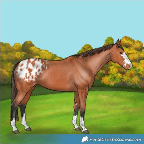 Horse Color:Bay Appaloosa 