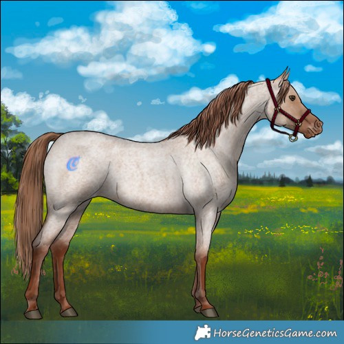 Horse Color:Red Dun Roan Appaloosa 
