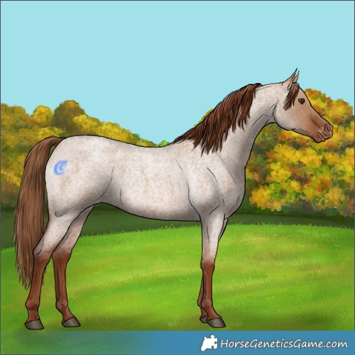 Horse Color:Red Dun Roan Appaloosa