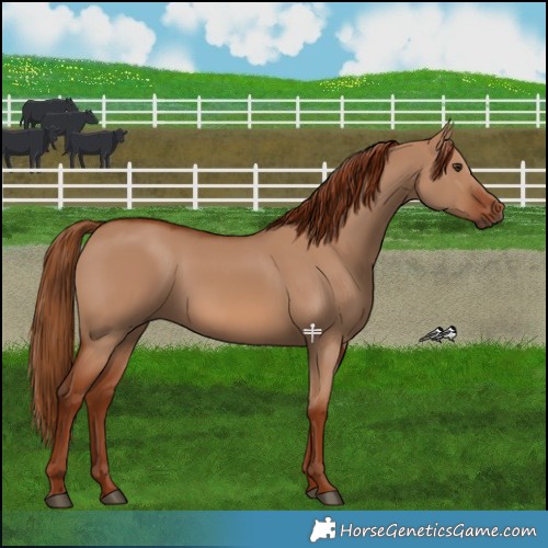 Horse Color:Red Dun 