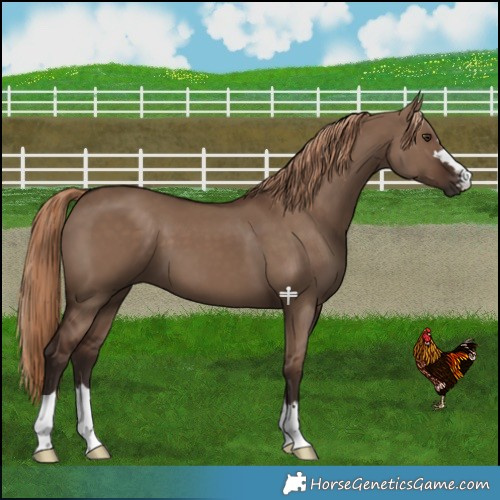 Horse Color:Liver Red Dun 