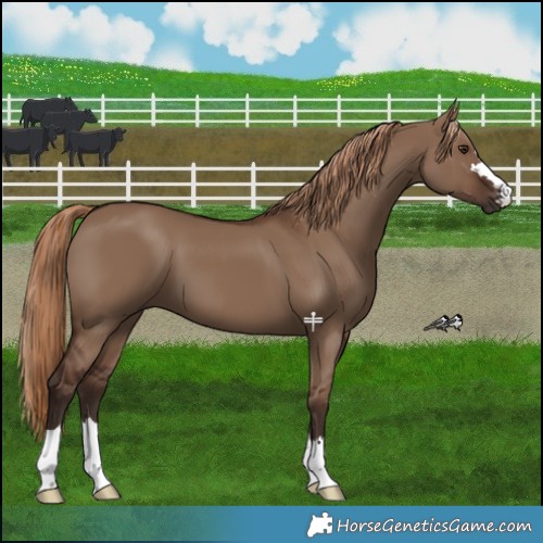 Horse Color:Liver Red Dun 