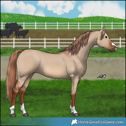 Horse Color:Red Dun 