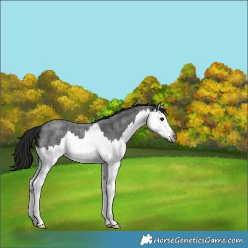 Horse Color:Gray Blue Roan Splash 